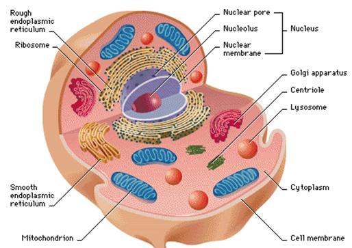 muscle cell structure